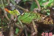 广饶云南南滚河保护区首次发现红唇棘蜥