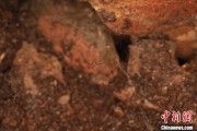 广饶江西发现蜘蛛新物种 为研究呵叻蛛属适应区域提供依据