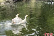 广饶吉林：罕见白鸬鹚连续两年“故地重游”