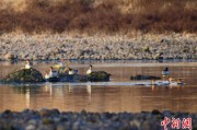 广饶歙县完成安徽首个县域生物多样性调查 共记录物种近4千种